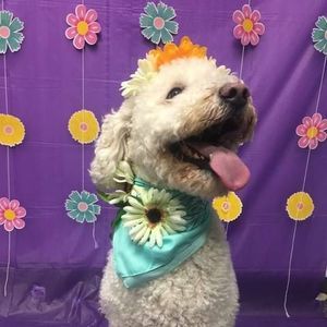 Meet your Posher, Robin